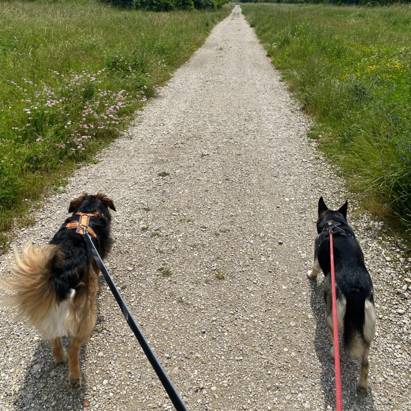 Zwei angeleinte Hunde auf einem Gehweg neben einer Wiese, Symbol für professionellen Gassi-Service.