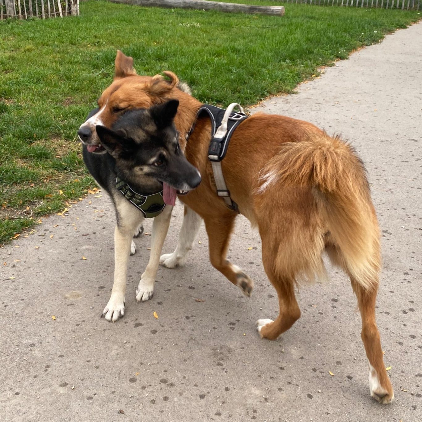 Zwei Hunde spielen zusammen, einer legt den Kopf über den Nacken des anderen, Symbol für individuelle Hundebetreuung.