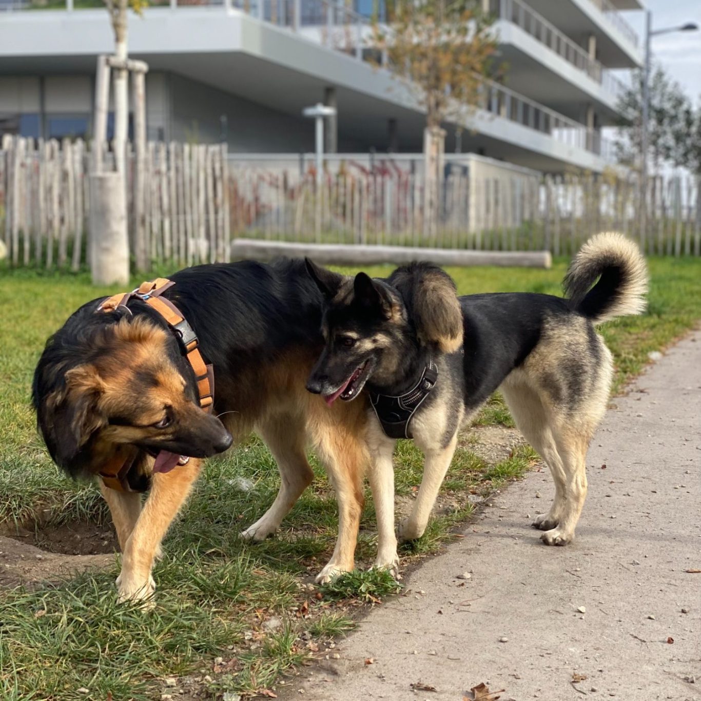 Zwei Hunde schauen sich an, mit Zungen heraus, einer hat seinen Schwanz über den Nacken des anderen gelegt, Symbol für Urlaubsbetreuung.