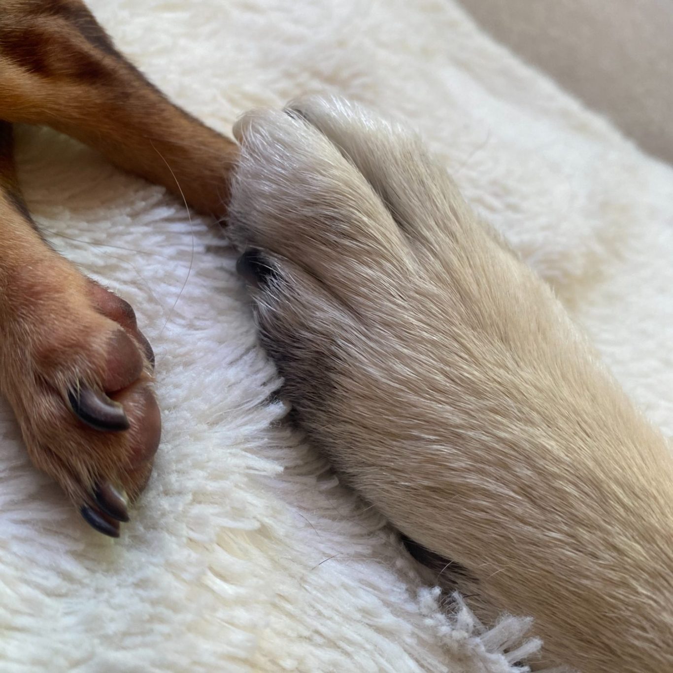 Nahaufnahme von zwei Hundepfoten auf dem Boden, als Symbol für Hundeverhaltensberatung und Training.